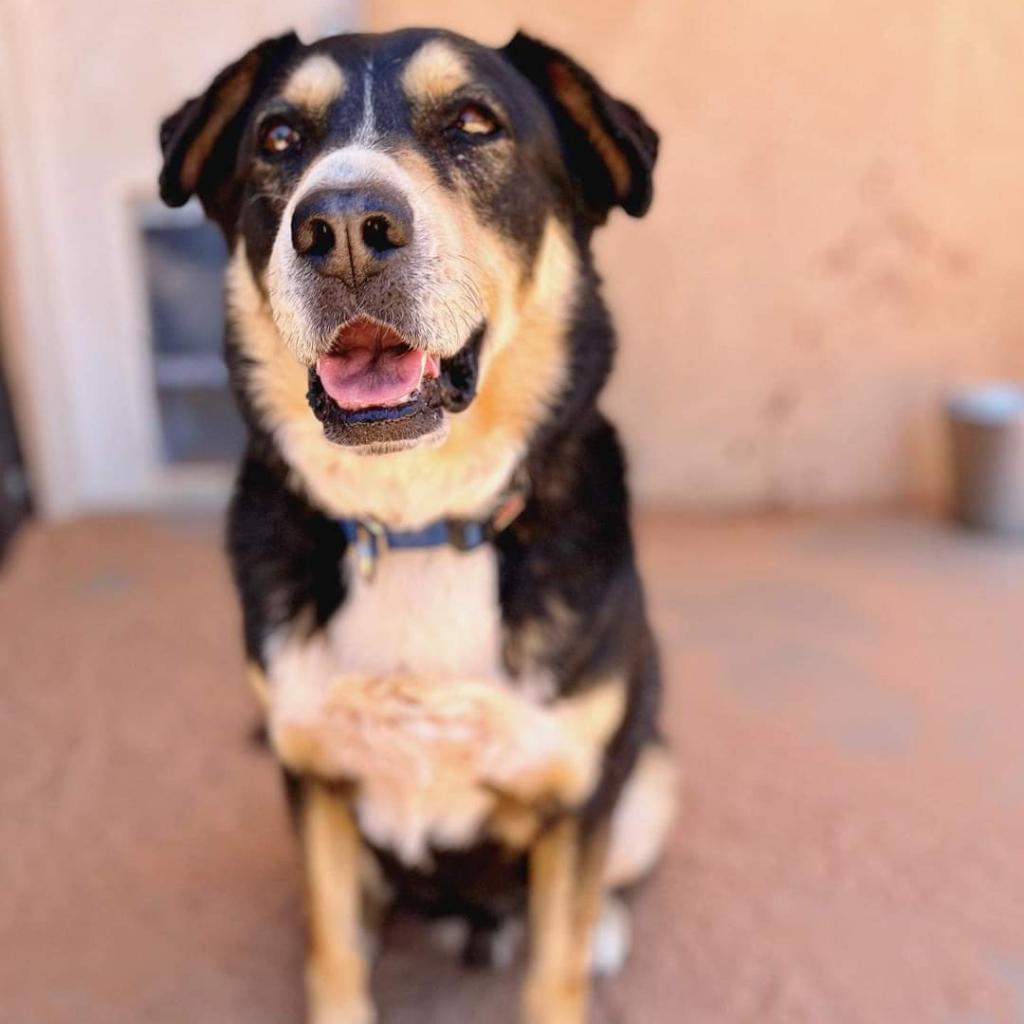 Dodge, an adoptable Australian Shepherd in Kanab, UT, 84741 | Photo Image 3