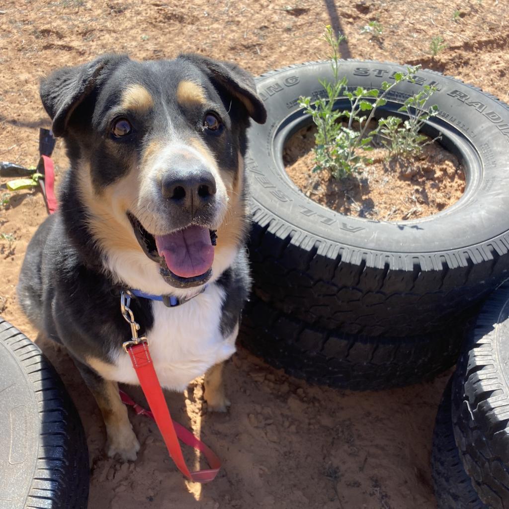 Dodge, an adoptable Australian Shepherd in Kanab, UT, 84741 | Photo Image 4