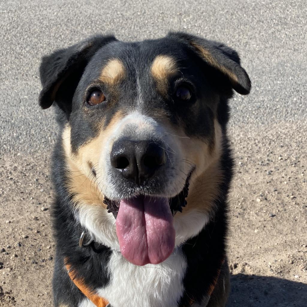 Dodge, an adoptable Australian Shepherd in Kanab, UT, 84741 | Photo Image 5