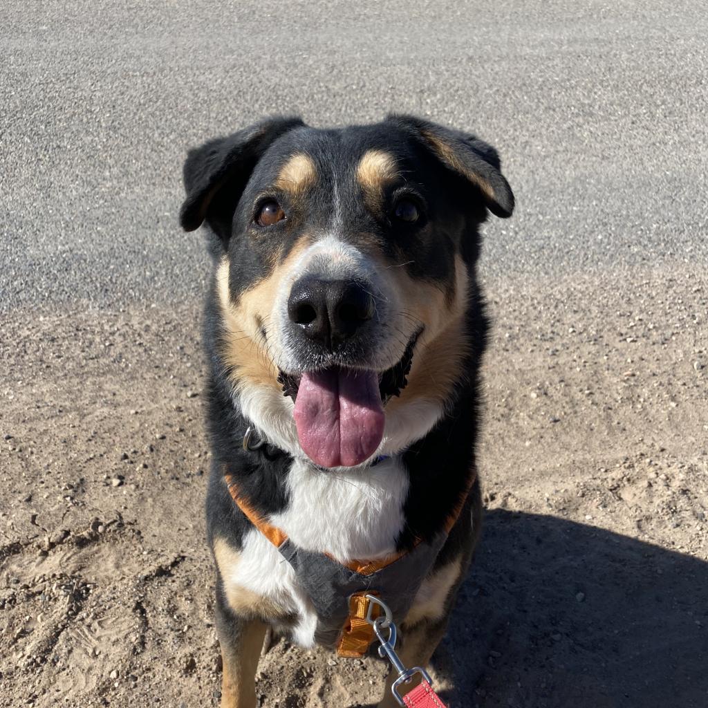 Dodge, an adoptable Australian Shepherd in Kanab, UT, 84741 | Photo Image 6