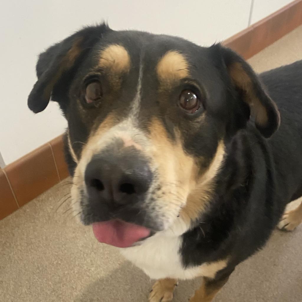 Dodge, an adoptable Australian Shepherd in Kanab, UT, 84741 | Photo Image 6