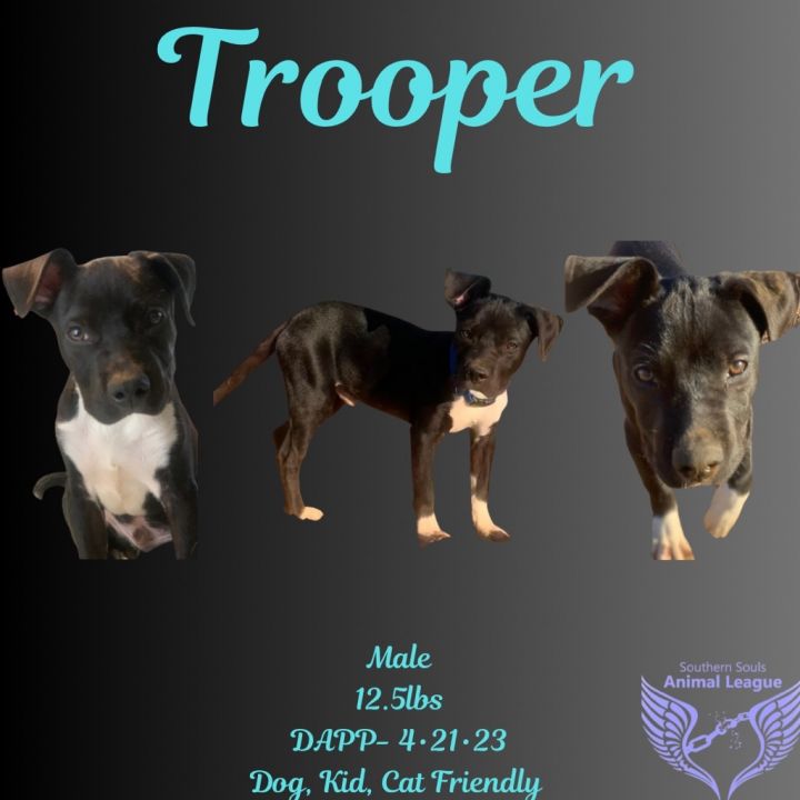Trooper, an adoptable Mixed Breed in Eufaula, AL_image-3