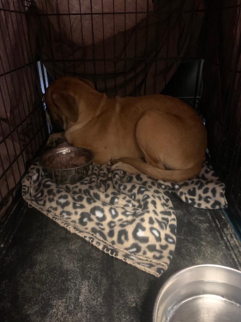Chop, an adoptable Boxer, Labrador Retriever in Eufaula, AL, 36027 | Photo Image 2