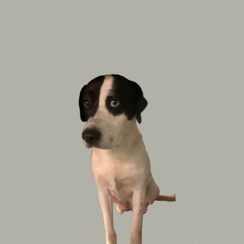 Emma, an adoptable English Pointer, Hound in Eufaula, AL, 36027 | Photo Image 3