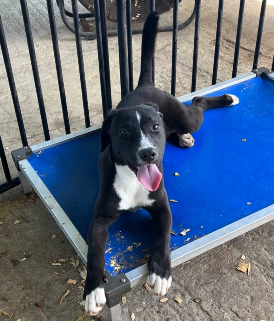 Jude Paw, an adoptable Mixed Breed in Eufaula, AL, 36027 | Photo Image 1