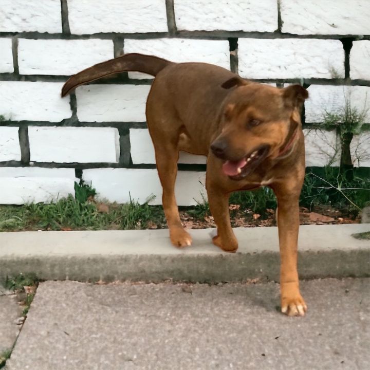 Butch 6