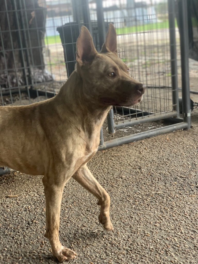 Oakley, an adoptable Dutch Shepherd, Cattle Dog in Eufaula, AL, 36027 | Photo Image 3