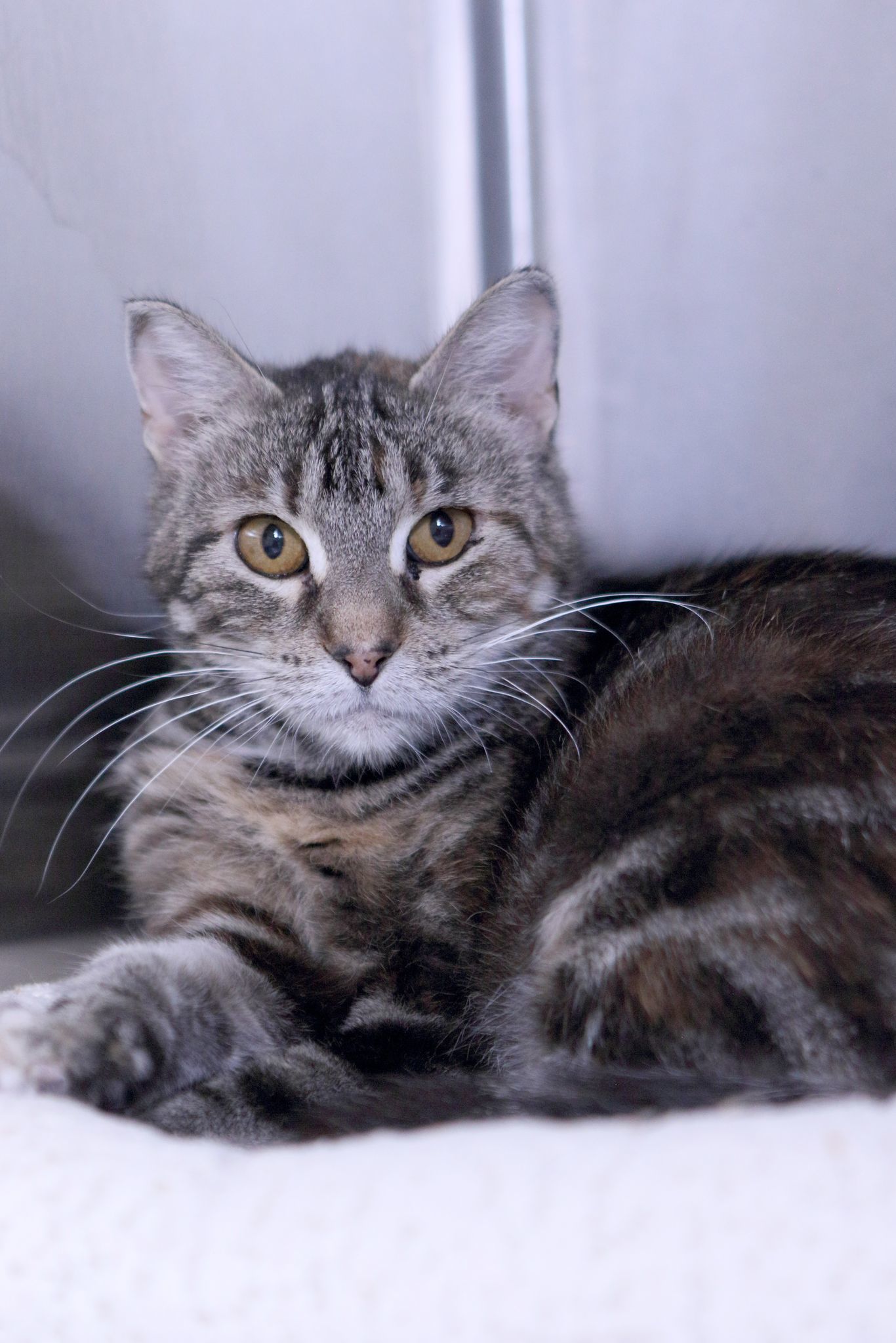 Nova, an adoptable Calico, Tiger in Austin, MN, 55912 | Photo Image 1