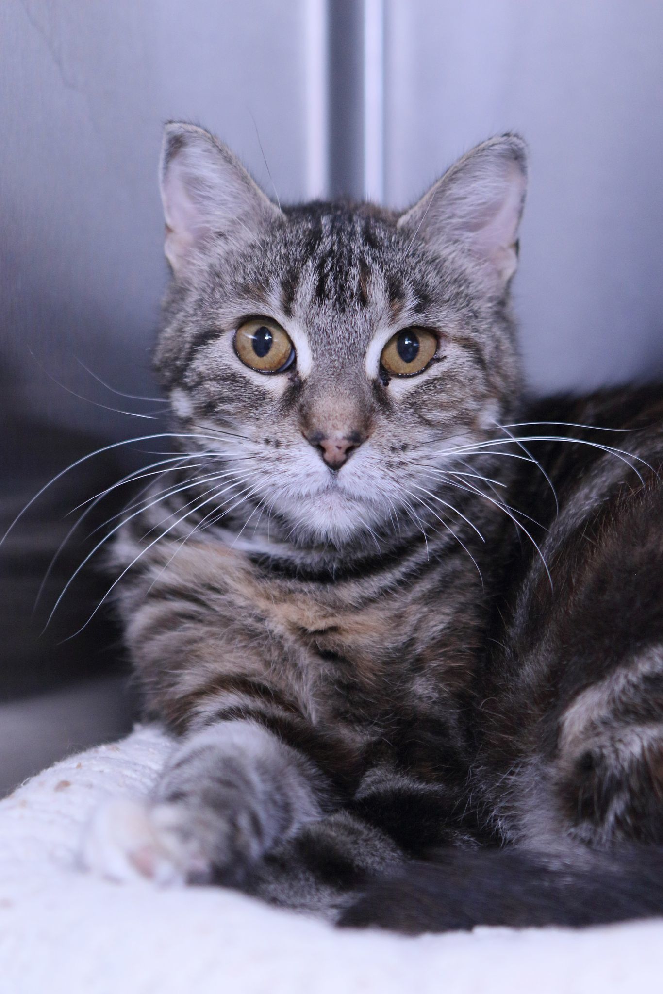 Nova, an adoptable Calico, Tiger in Austin, MN, 55912 | Photo Image 2