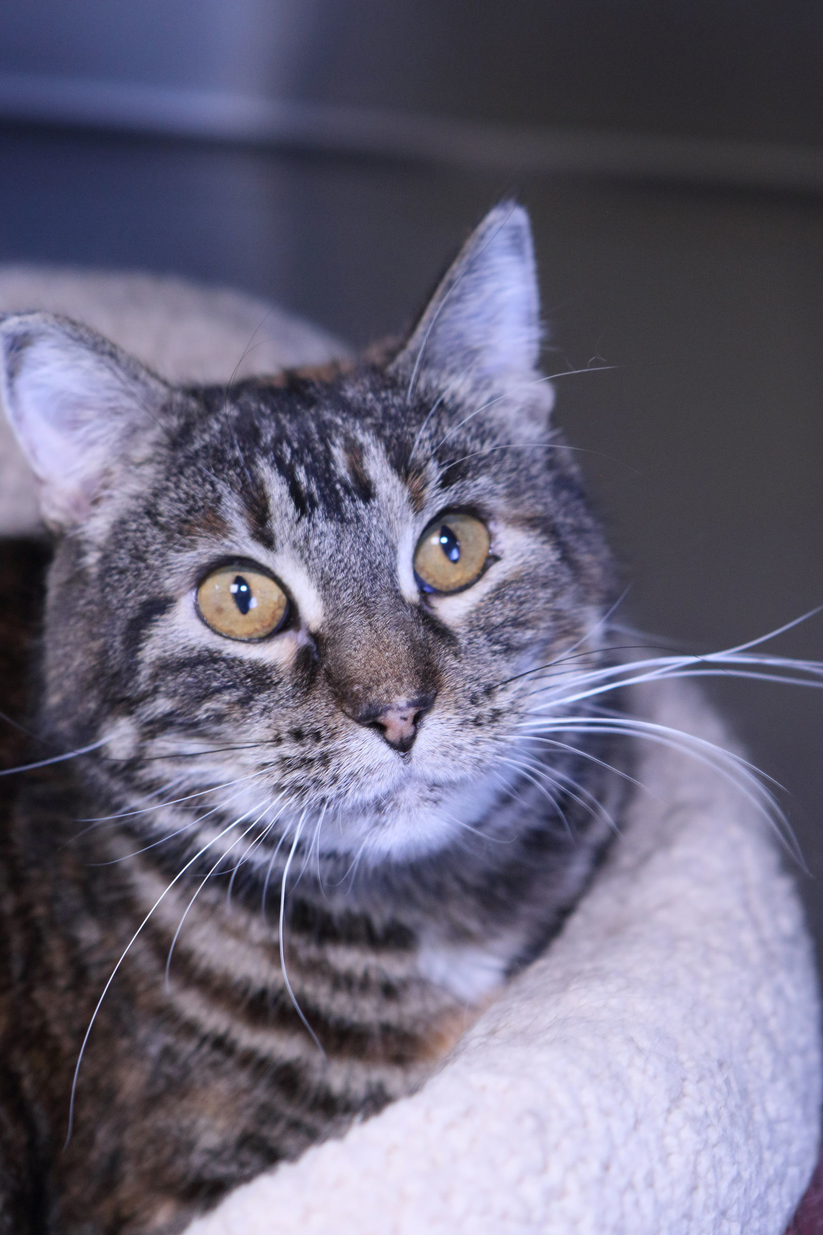Nova, an adoptable Calico, Tiger in Austin, MN, 55912 | Photo Image 3