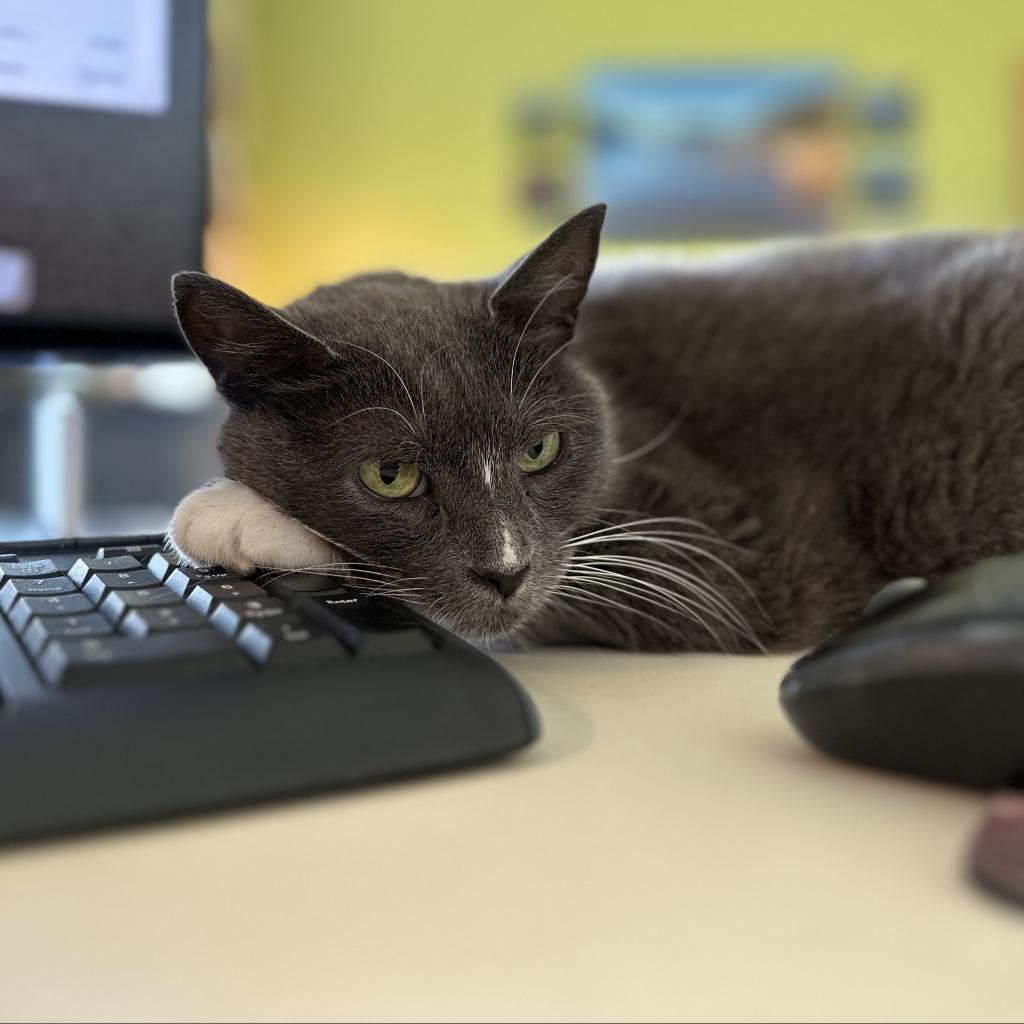 Glamour, an adoptable Domestic Short Hair in Lynchburg, VA, 24502 | Photo Image 1