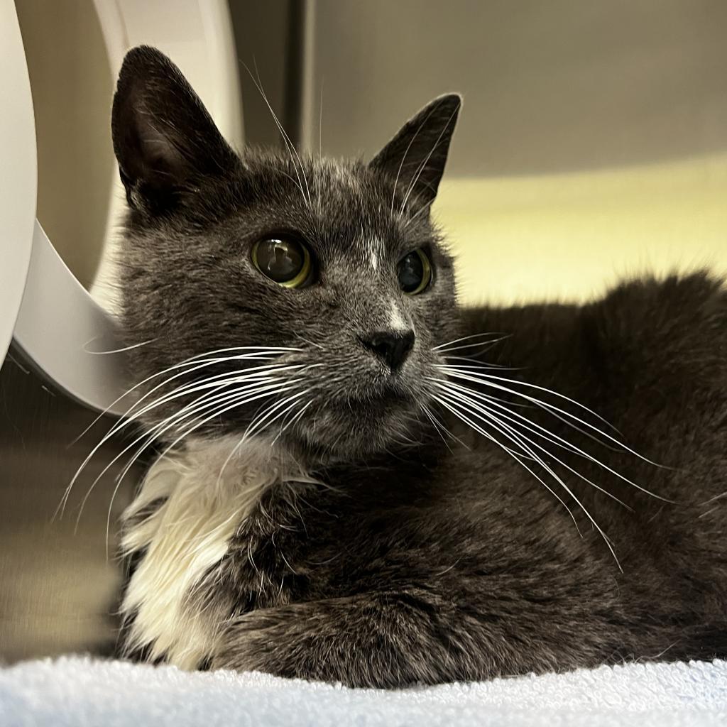 Glamour, an adoptable Domestic Short Hair in Lynchburg, VA, 24502 | Photo Image 3