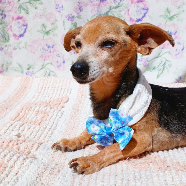 Miss Taffy- adopted 4-14-24! 2