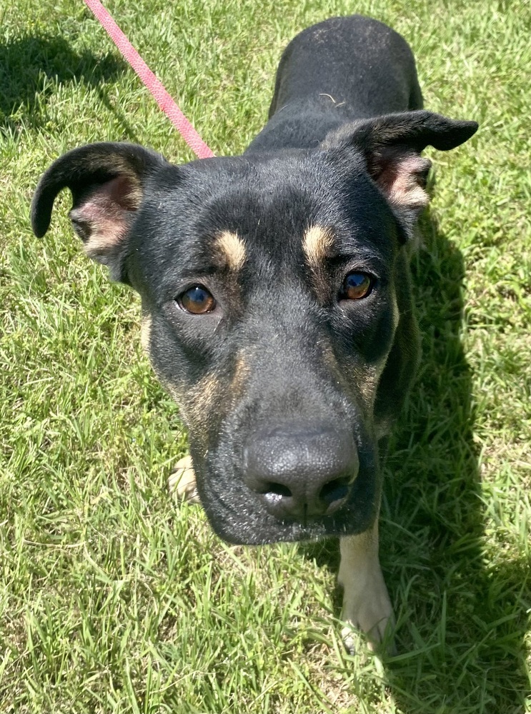 dog-for-adoption-wendy-a-german-shepherd-dog-mix-in-rockport-me