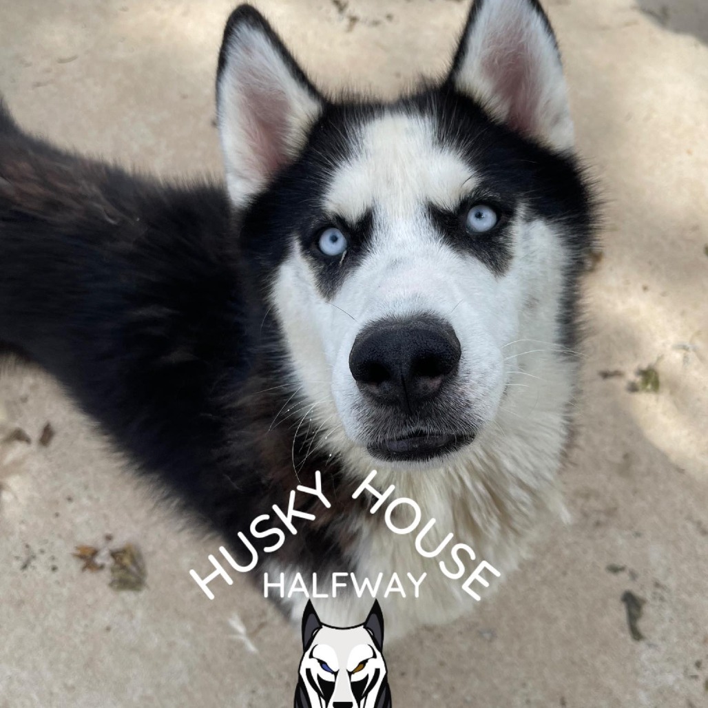 Scout, an adoptable Husky in Eufaula, OK, 74432 | Photo Image 1
