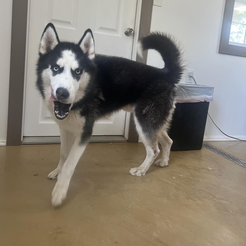 Scout, an adoptable Husky in Eufaula, OK, 74432 | Photo Image 2