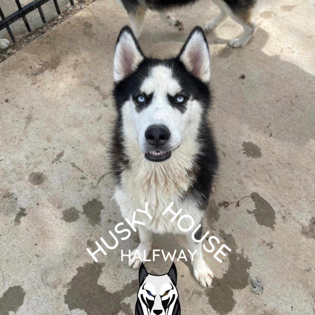 Scout, an adoptable Husky in Eufaula, OK, 74432 | Photo Image 3