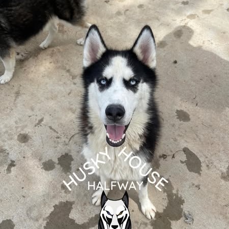 Scout, an adoptable Husky in Eufaula, OK, 74432 | Photo Image 4