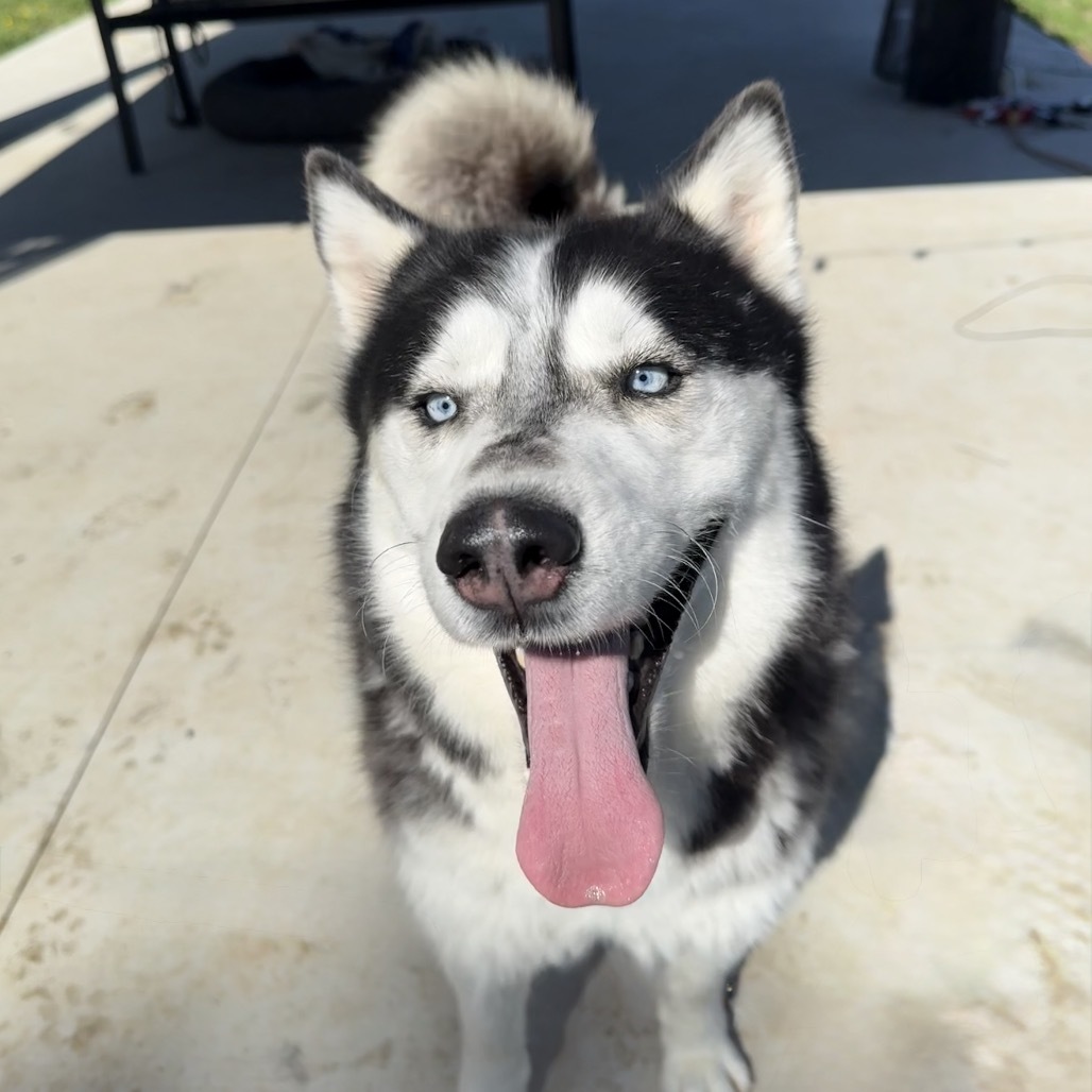 Otter, an adoptable Husky in Eufaula, OK, 74432 | Photo Image 1
