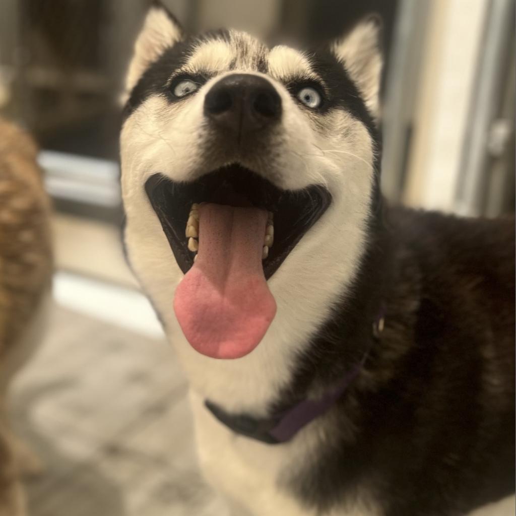 Otter, an adoptable Husky in Eufaula, OK, 74432 | Photo Image 2