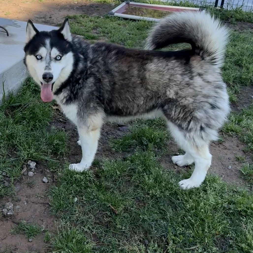 Otter, an adoptable Husky in Eufaula, OK, 74432 | Photo Image 3