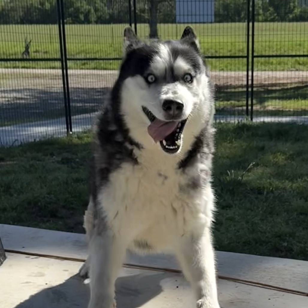 Otter, an adoptable Husky in Eufaula, OK, 74432 | Photo Image 4