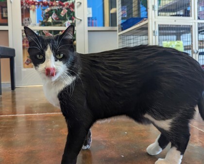 Nalo, an adoptable Domestic Short Hair in Denver, CO, 80204 | Photo Image 3