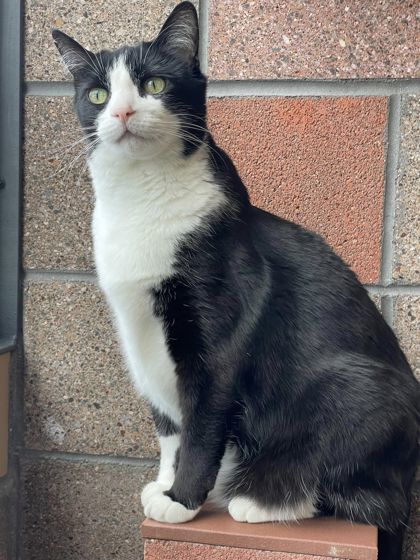 Nalo, an adoptable Domestic Short Hair in Denver, CO, 80204 | Photo Image 1