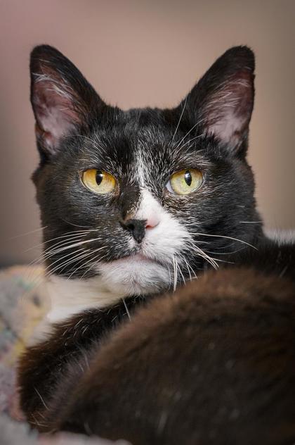 Tilly, an adoptable Domestic Short Hair in Denver, CO, 80204 | Photo Image 1