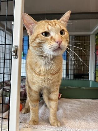 Demitri, an adoptable Domestic Short Hair in Denver, CO, 80204 | Photo Image 1