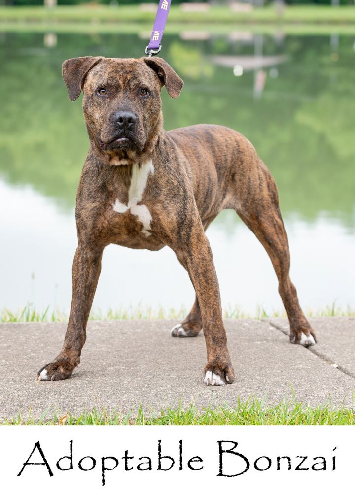 Mountain cur mixed sales with pitbull