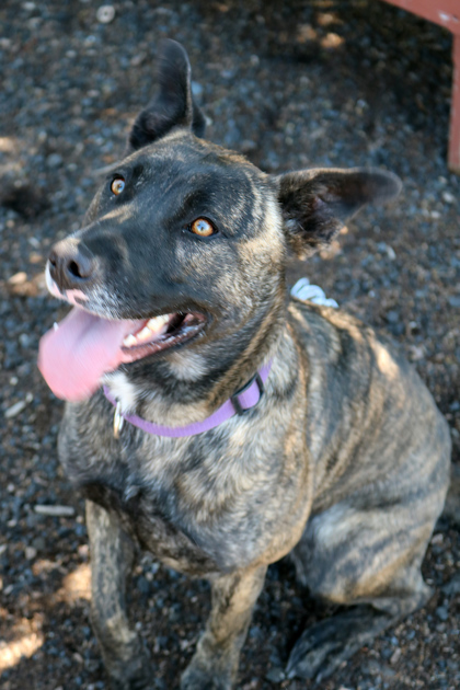 Penny, an adoptable Shepherd, Mixed Breed in Pendleton, OR, 97801 | Photo Image 1