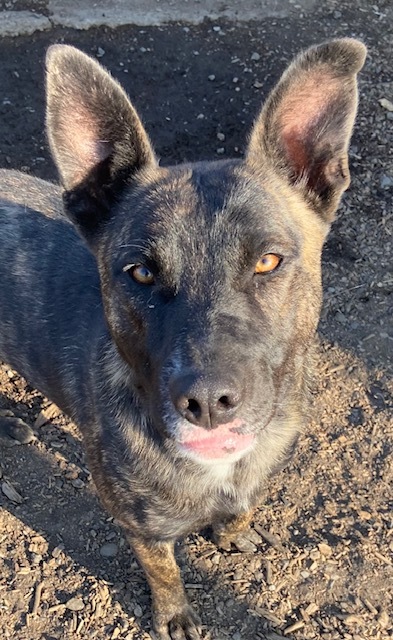 Penny, an adoptable Shepherd, Mixed Breed in Pendleton, OR, 97801 | Photo Image 2