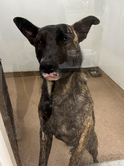 Penny, an adoptable Shepherd, Mixed Breed in Pendleton, OR, 97801 | Photo Image 3