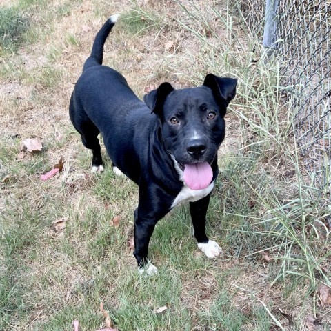 Curtis, an adoptable Retriever in Livingston, TX, 77351 | Photo Image 1