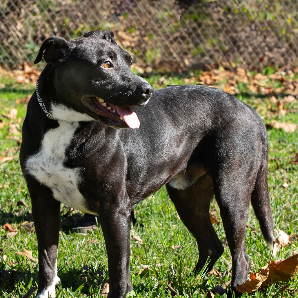 Curtis, an adoptable Retriever in Livingston, TX, 77351 | Photo Image 1