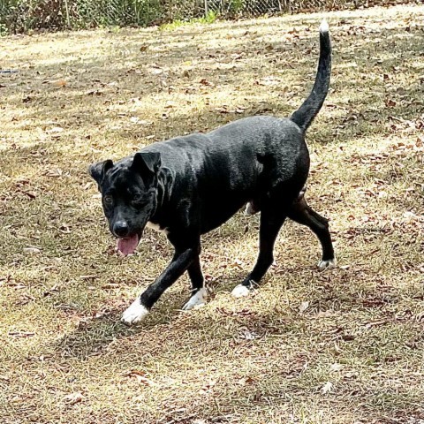 Curtis, an adoptable Retriever in Livingston, TX, 77351 | Photo Image 2