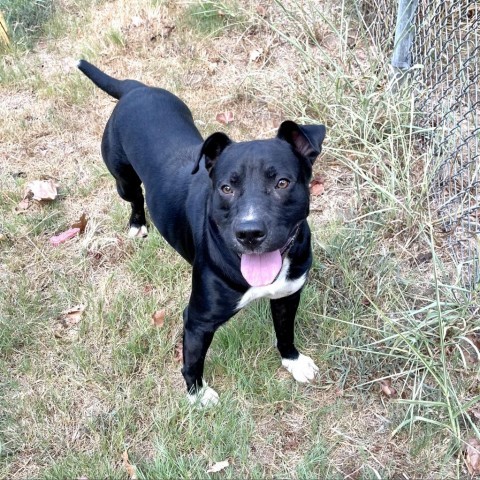 Curtis, an adoptable Retriever in Livingston, TX, 77351 | Photo Image 3