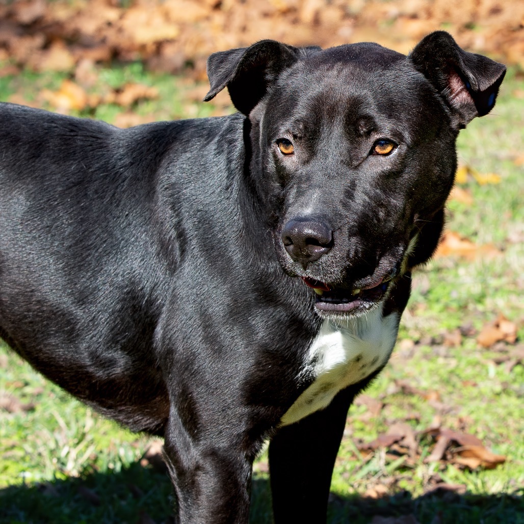 Curtis, an adoptable Retriever in Livingston, TX, 77351 | Photo Image 3