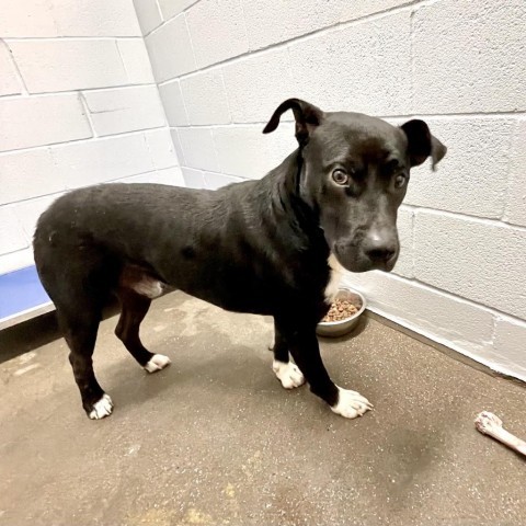 Curtis, an adoptable Retriever in Livingston, TX, 77351 | Photo Image 4