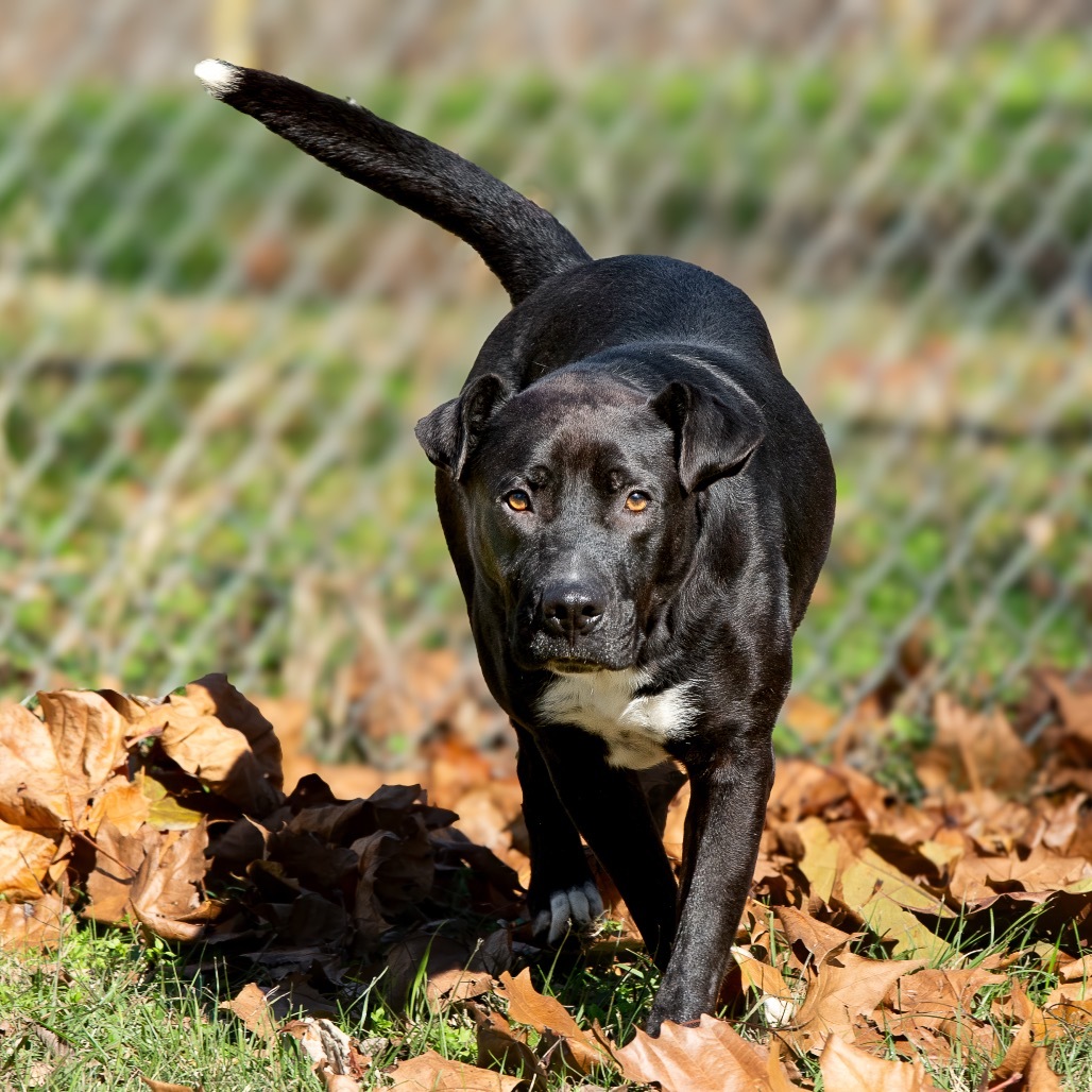 Curtis, an adoptable Retriever in Livingston, TX, 77351 | Photo Image 4