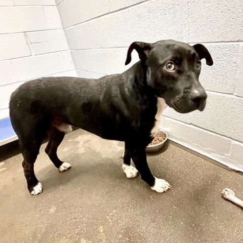 Curtis, an adoptable Retriever in Livingston, TX, 77351 | Photo Image 5