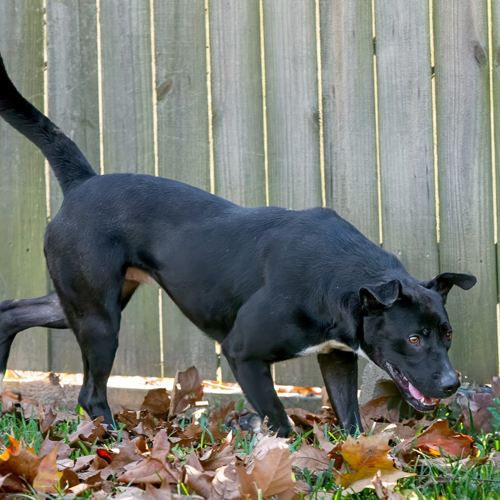 Curtis, an adoptable Retriever in Livingston, TX, 77351 | Photo Image 5