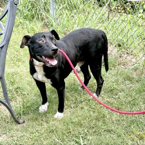 Curtis, an adoptable Retriever in Livingston, TX, 77351 | Photo Image 6