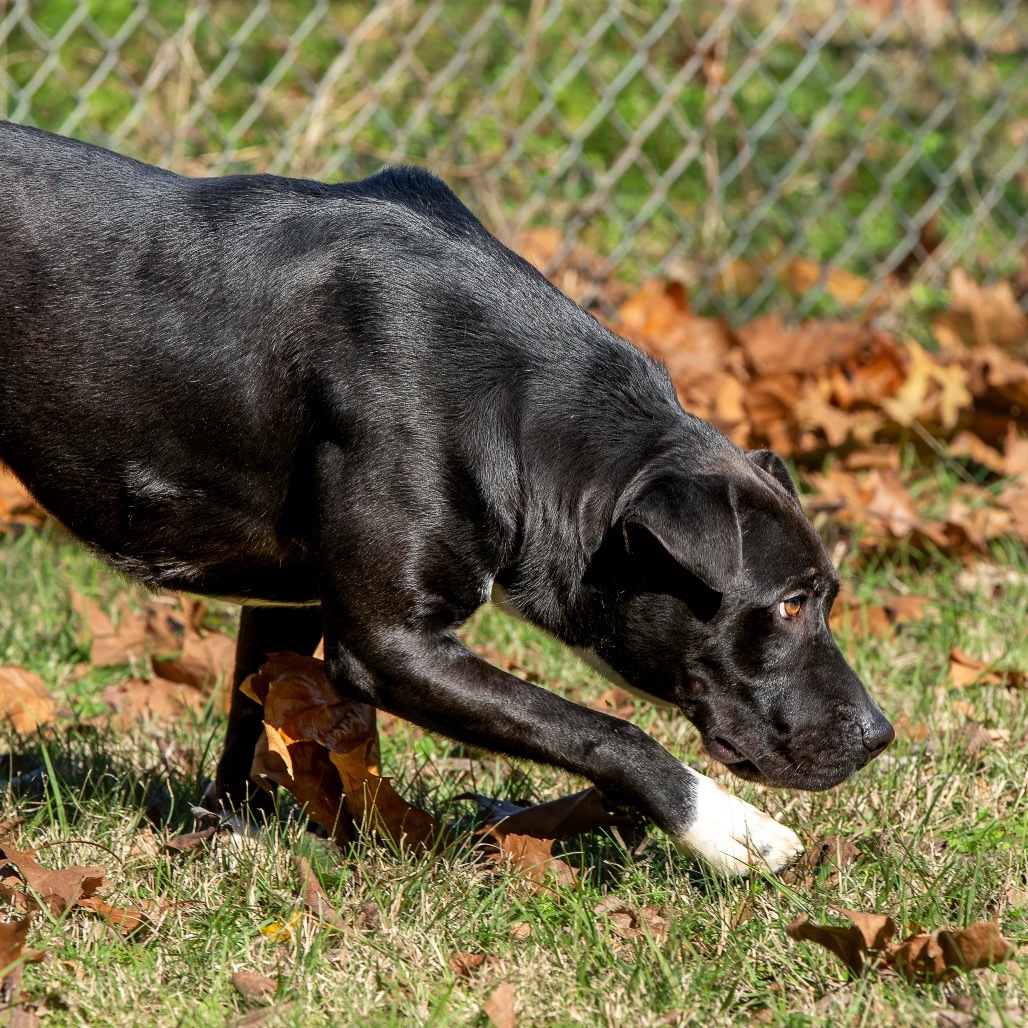 Curtis, an adoptable Retriever in Livingston, TX, 77351 | Photo Image 6