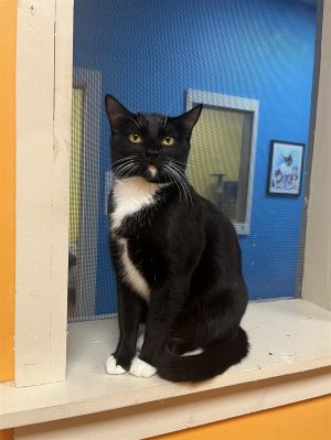 Bonded with Riff Raff Meet Janet This gentle-lady has her nicest tuxedo on in