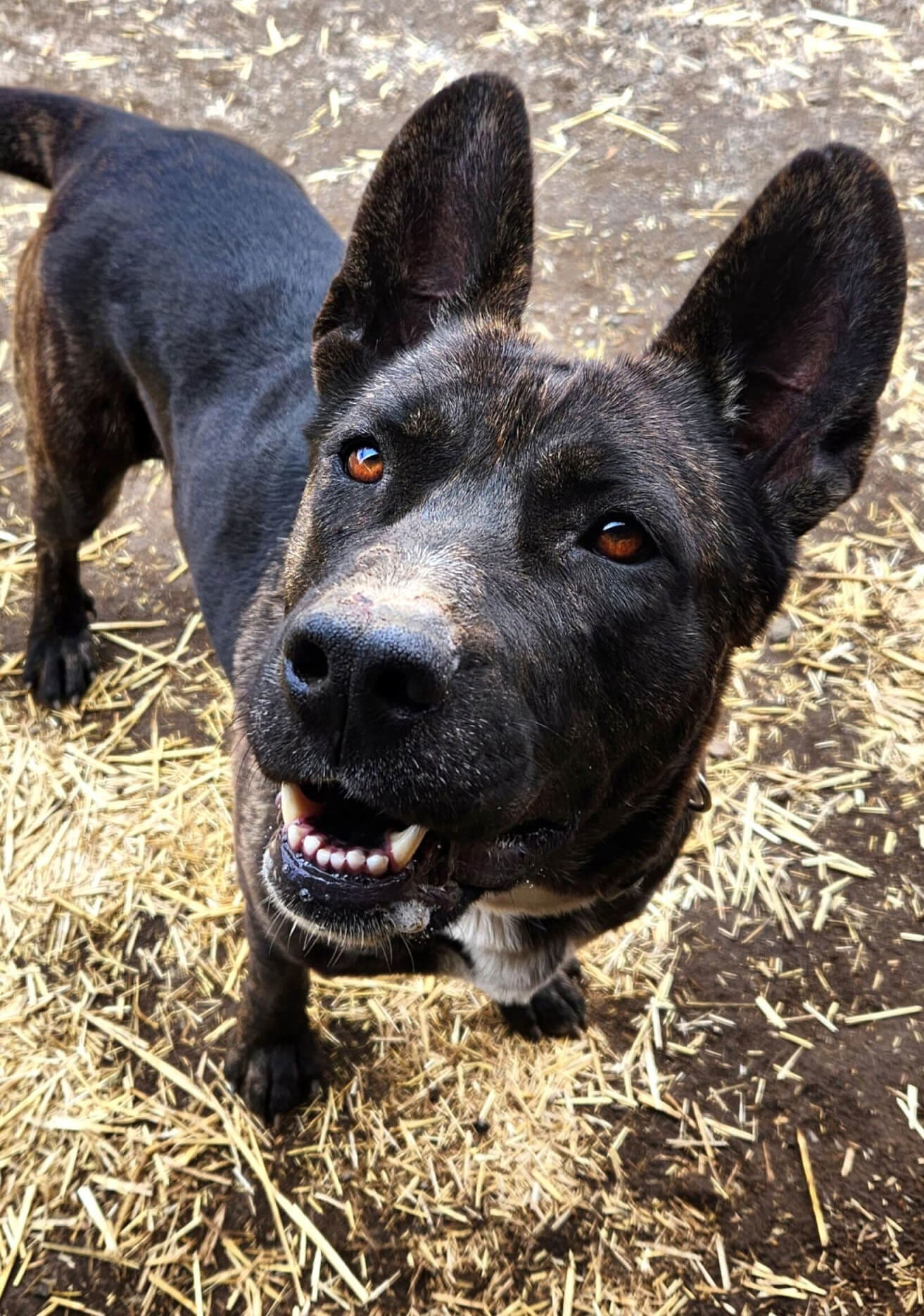 Radar, an adoptable Pit Bull Terrier, Labrador Retriever in Yreka, CA, 96097 | Photo Image 1