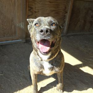 Radar, Adult Female Dutch Shepherd