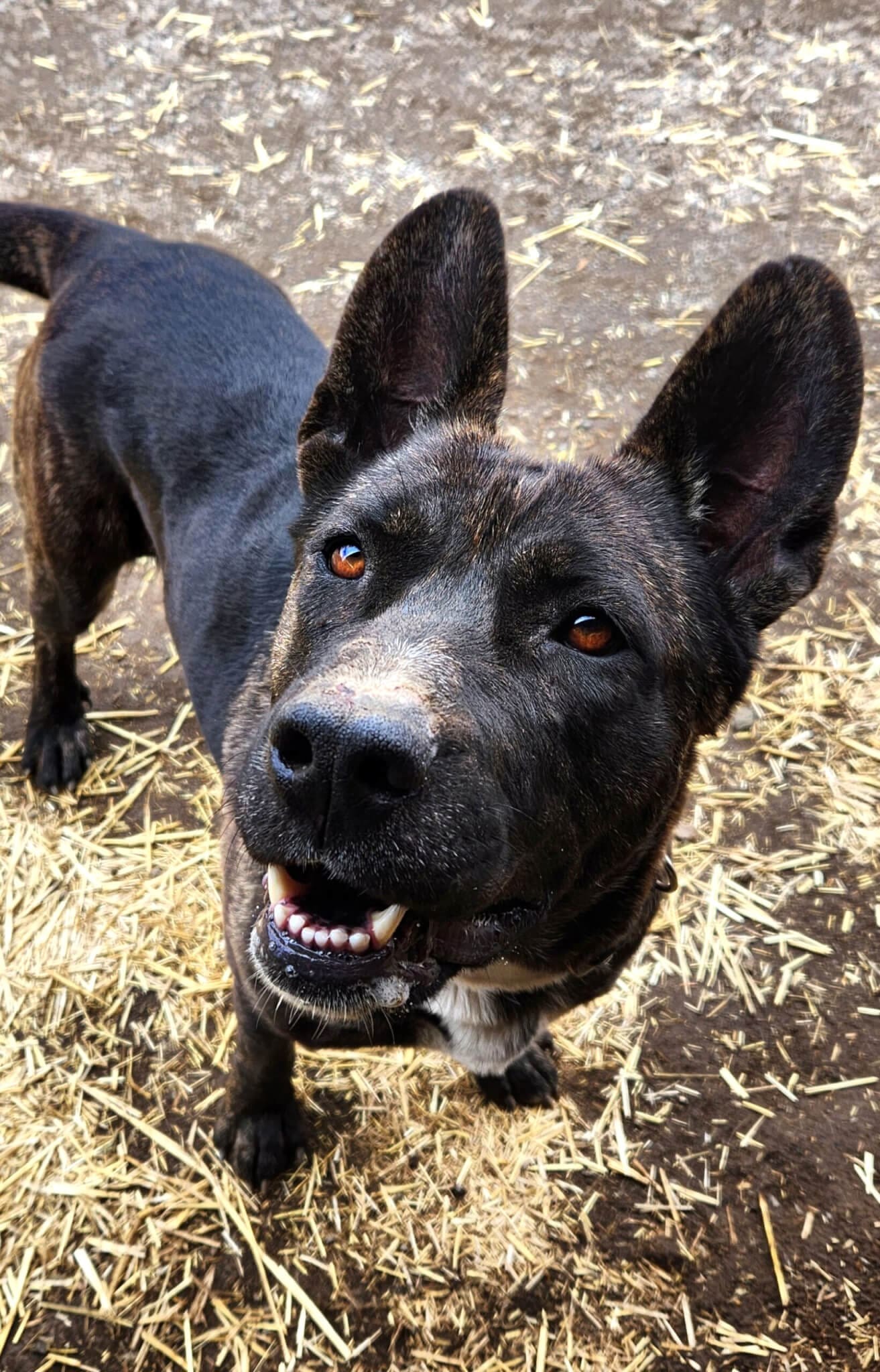 Radar, an adoptable Pit Bull Terrier, Labrador Retriever in Yreka, CA, 96097 | Photo Image 2