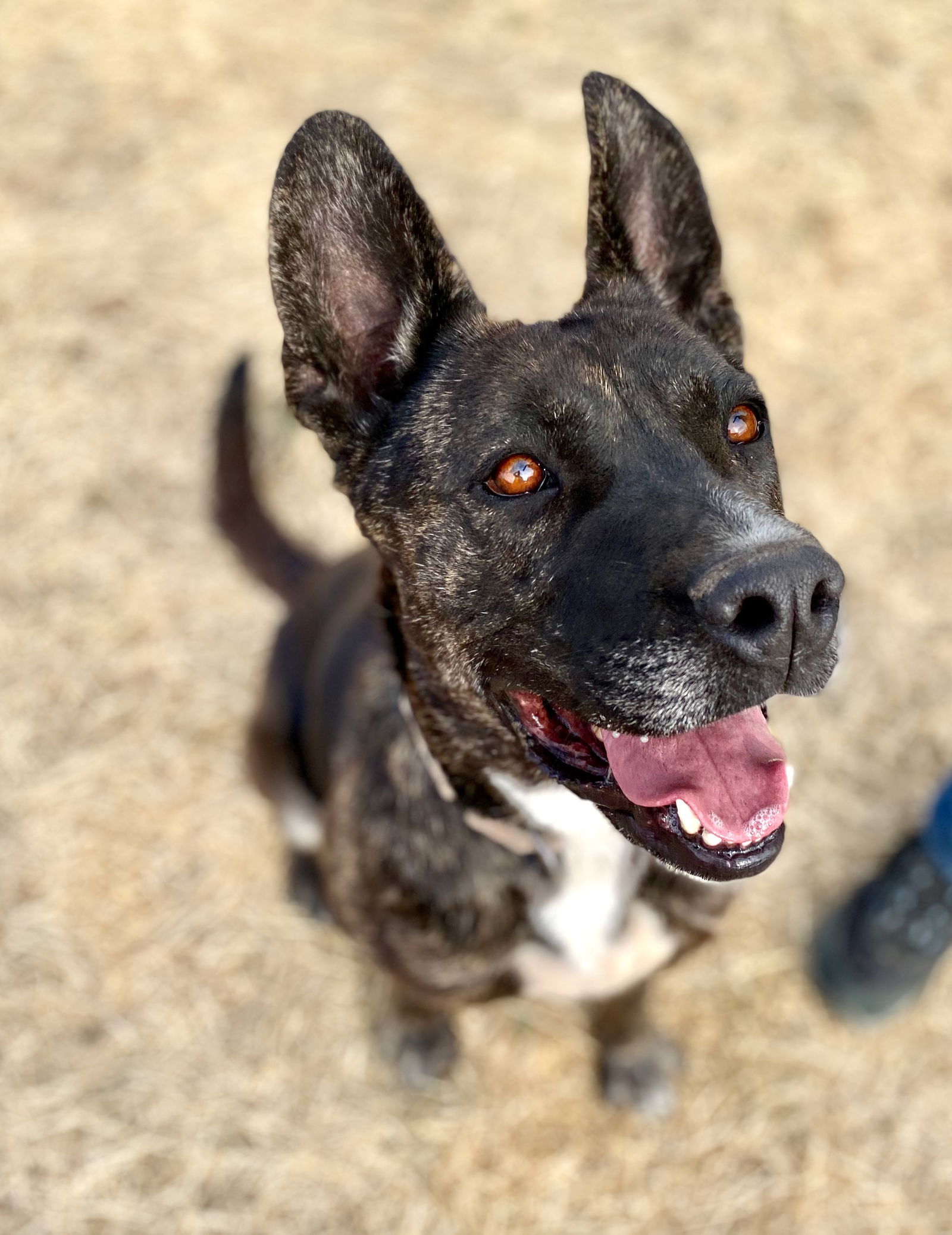 Radar, an adoptable Dutch Shepherd, Labrador Retriever in Yreka, CA, 96097 | Photo Image 2